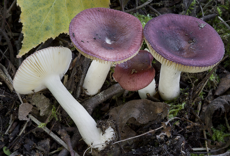 Russula nitida